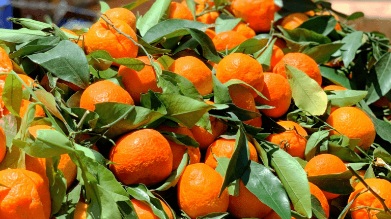Morocco Secures Access to Brazilian Citrus Export Market
